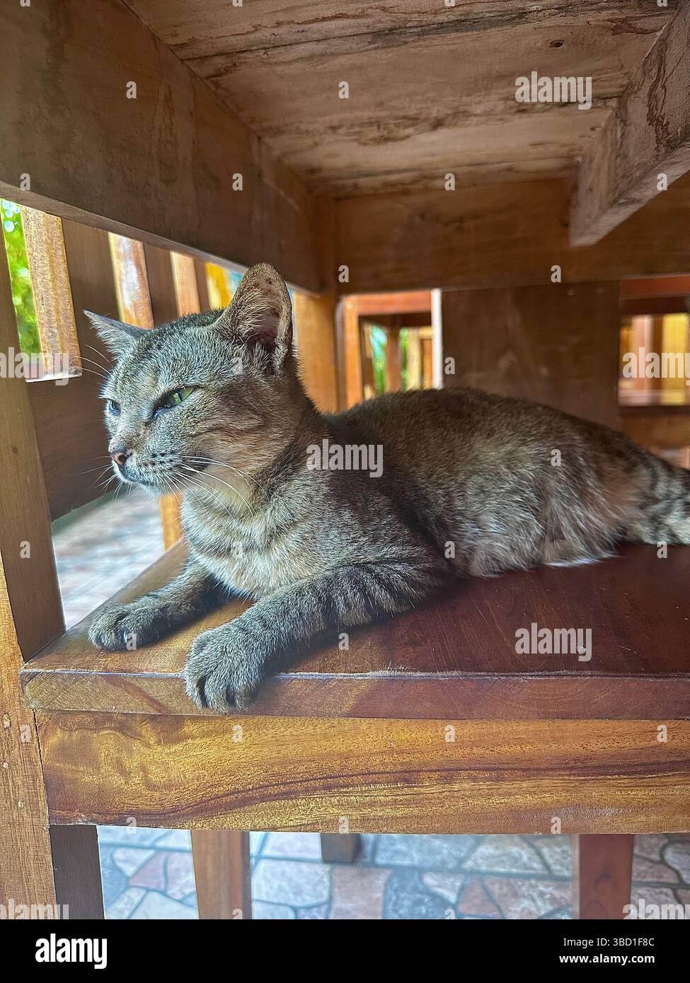 Tabby-Katze auf einem Holzstuhl in schattiger Umgebung im Freien, mit einem ruhigen und entspannten Blick weg. - Smartphone-aufgenommenes Stockfoto