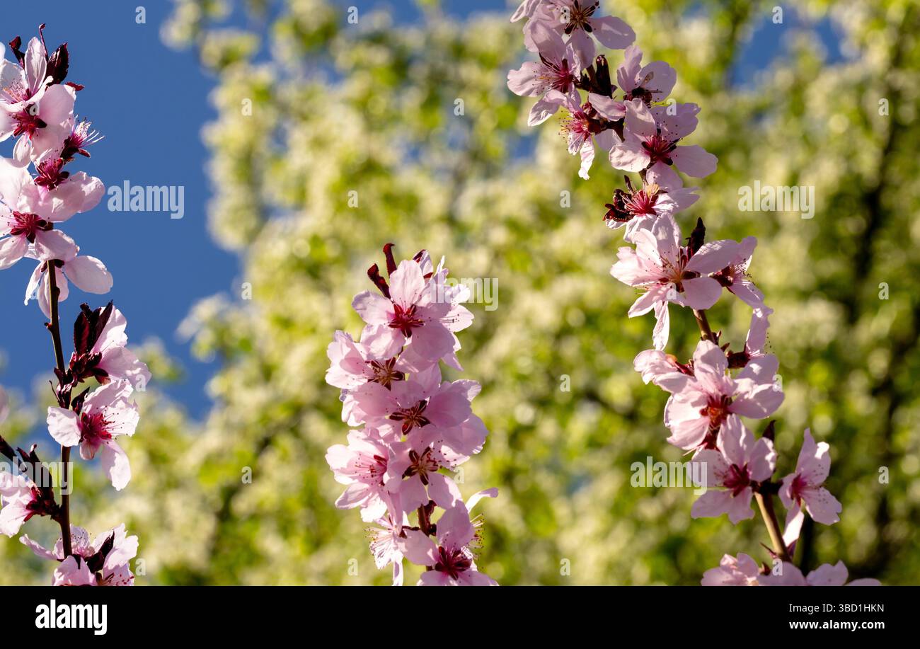 Üppig rosa Blütenblätter von Pfirsichblüten, Nahaufnahme mit Blütenstempeln und Staubblättern Stockfoto