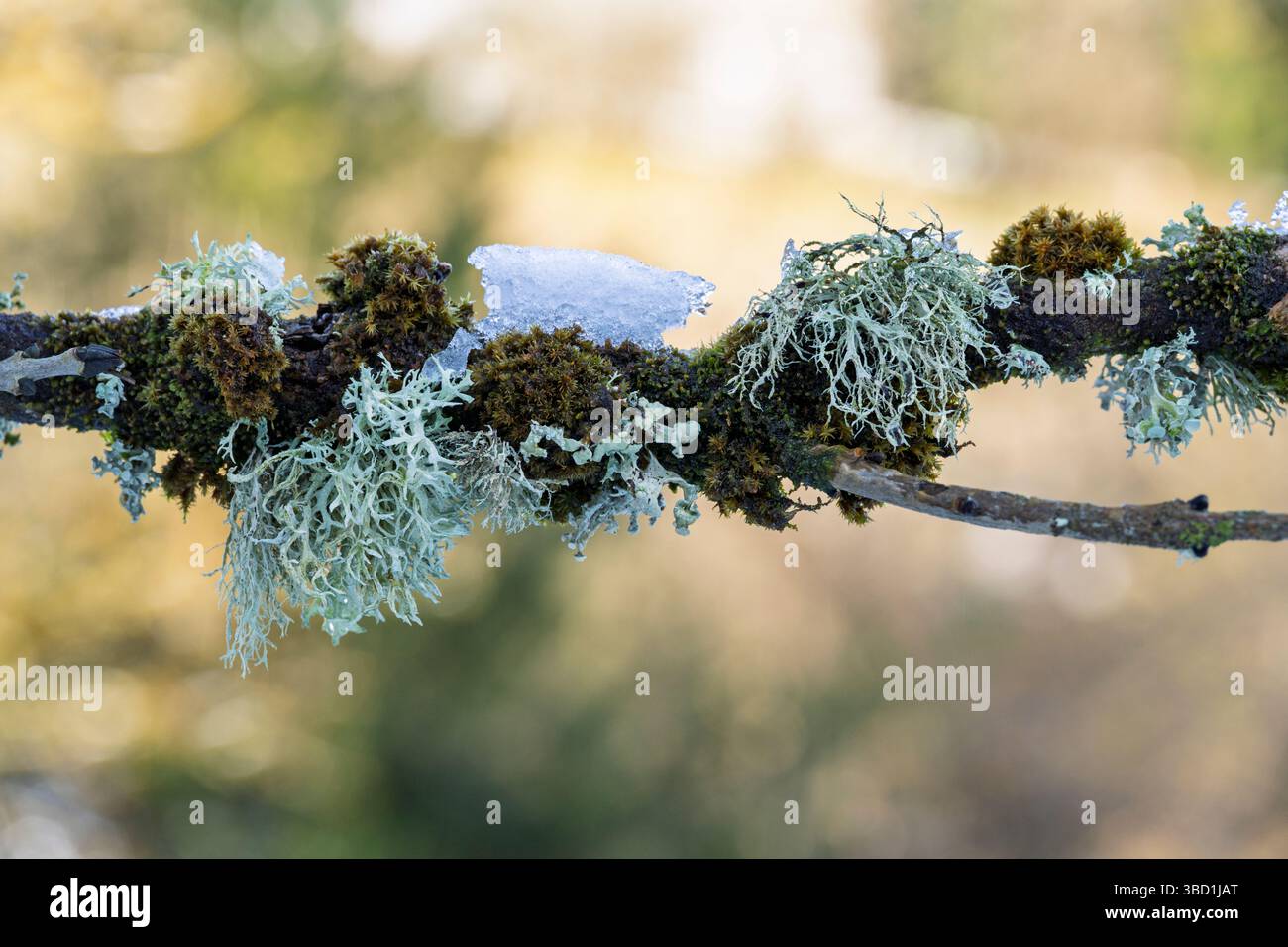 Oakmoss (Evernia prunastri) Flechte wächst im Winter auf einem Zweig in einem Laubwald im Exmoor-Nationalpark, Somerset, England. Stockfoto