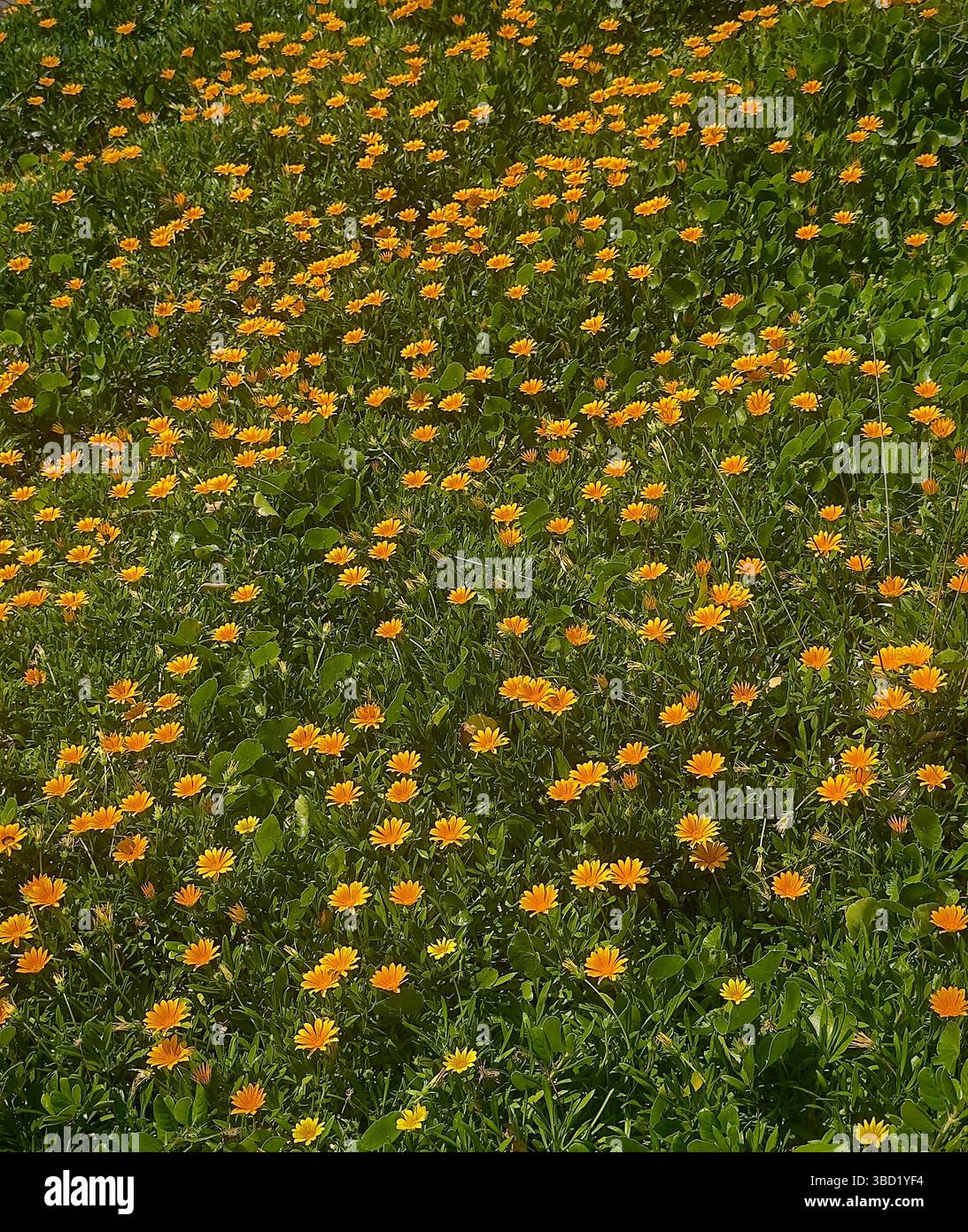 Lebhaftes Feld blühender gelber Wildblumen, die einen fröhlichen natürlichen Teppich auf üppigem grünem Gras bilden. - Smartphone-aufgenommenes Stockfoto