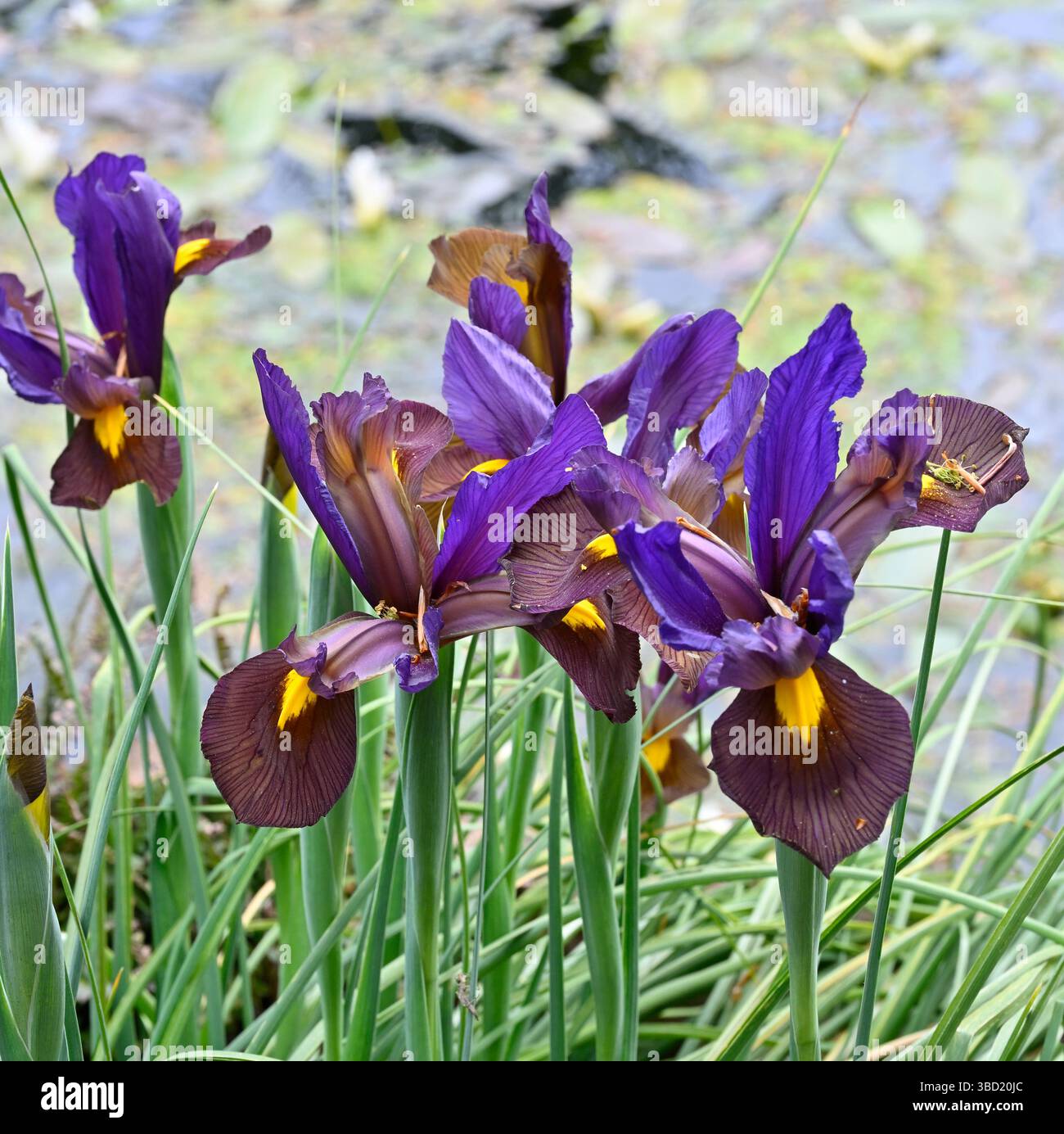 Violette Frühlingsblumen von Iris Hollandica Tigereye oder Eye of the Tiger UK Garden May Stockfoto