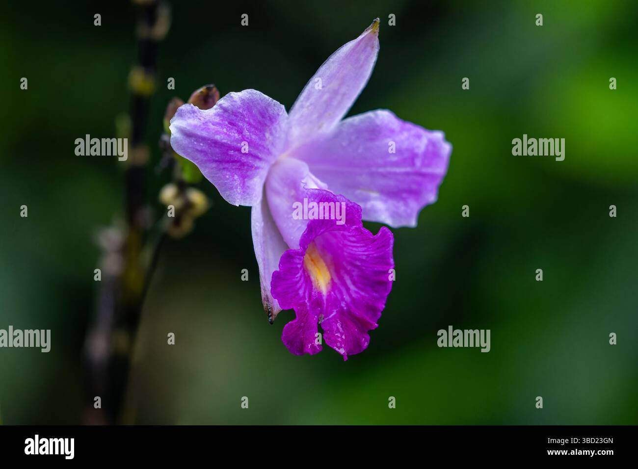 Eine BambusOrchidee, Arundina graminifolia, im Napo Wildlife Center Ecolodge, Ecuador. Stockfoto