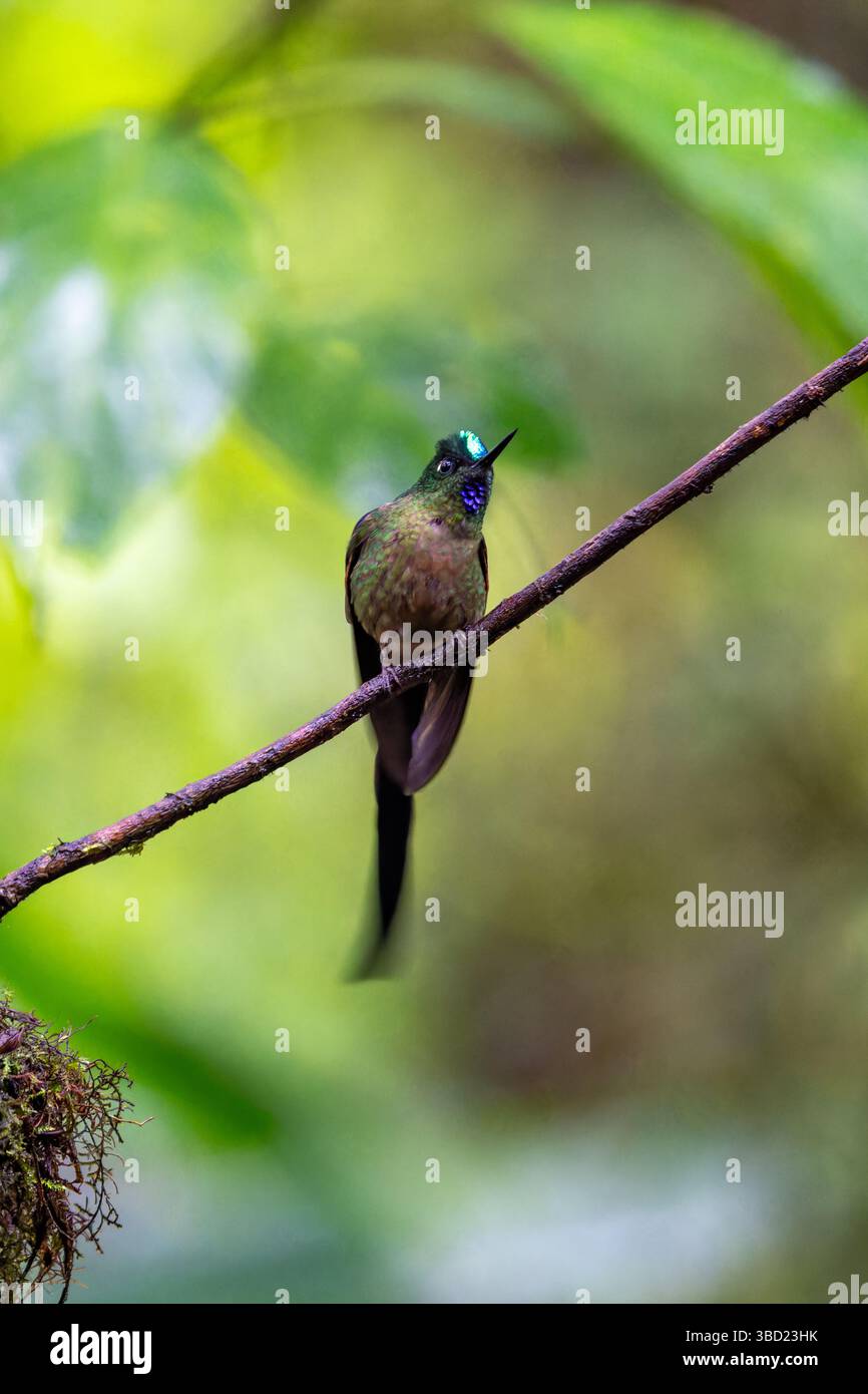 Ein Veilchenschwanz-Sylph-Kolibris, Aglaiocercus coelestis, thront auf einem Ast im Mindo-Nebelwald in Ecuador. Stockfoto
