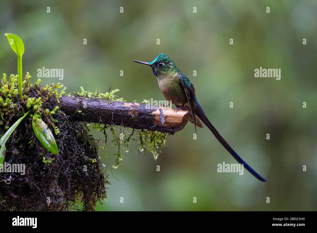 Ein Veilchenschwanz-Sylph-Kolibris, Aglaiocercus coelestis, thront auf einem Ast im Mindo-Nebelwald in Ecuador. Stockfoto