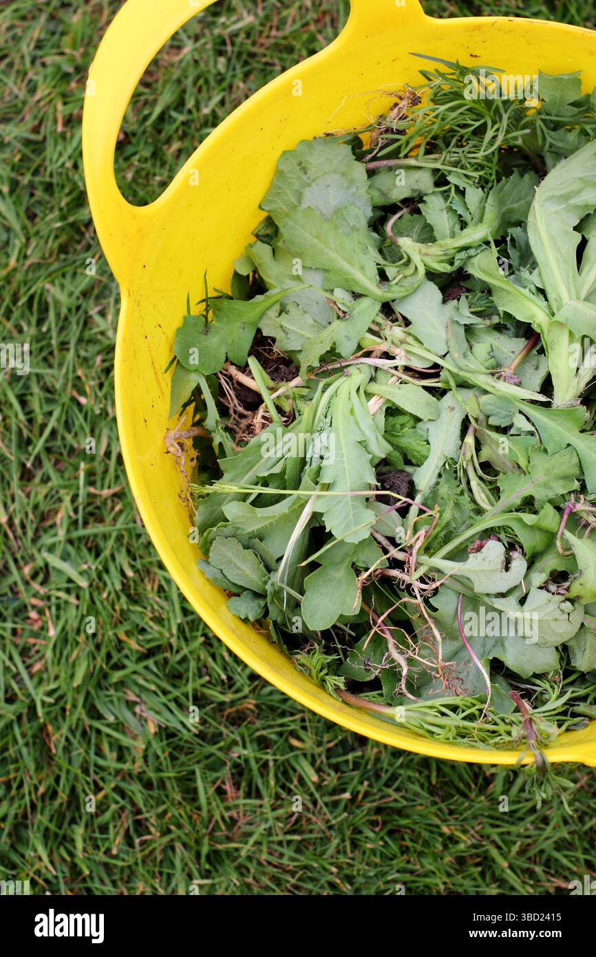 Unkraut und abgebrannte Blumen in einem Gartenwagen. UK Stockfoto