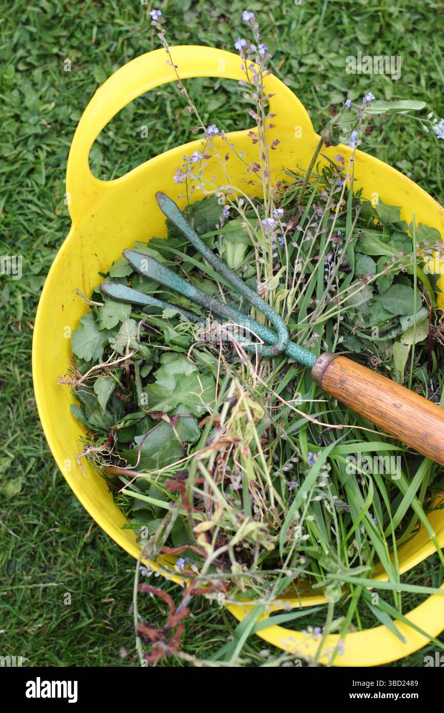 Unkraut, verbrauchte Blumen und Handjättewerkzeug in einem Gartenträgereimer. UK Stockfoto