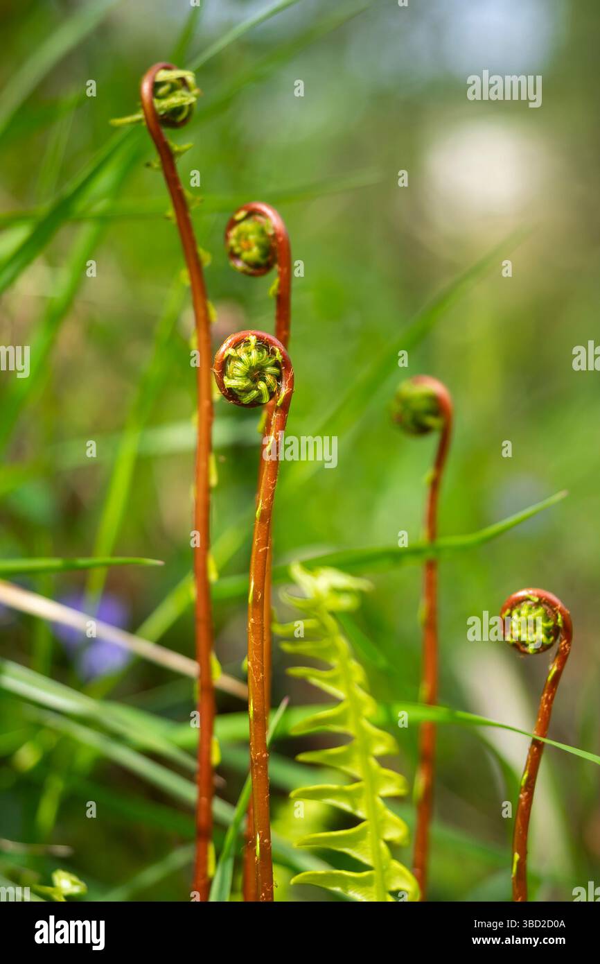 Selektiver Fokus von gelockten jungen Farnweden, die sich inmitten von grünem Gras in einer lebhaften Frühlingskulisse entfalten Stockfoto