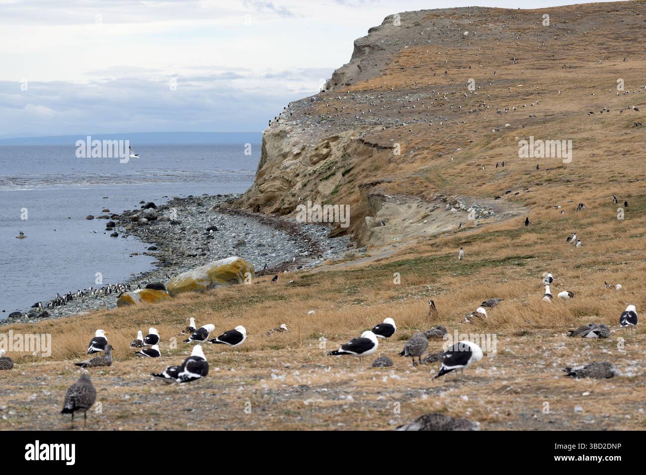 Das Naturschutzgebiet Magdelena Island in Chile ist ein wichtiger Nistplatz für Magellan-Pinguine Stockfoto