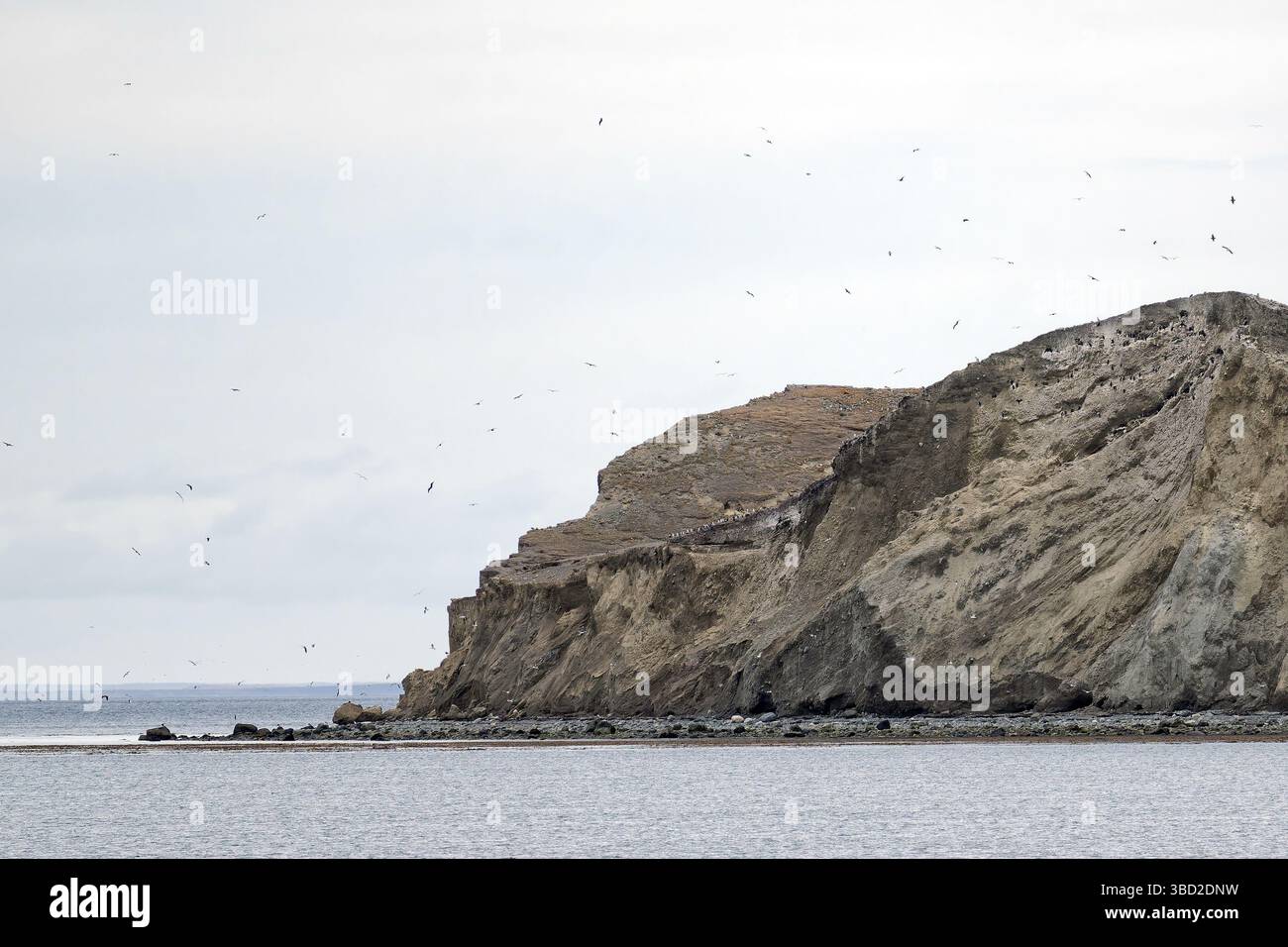 Das Naturschutzgebiet Magdelena Island in Chile ist ein wichtiger Nistplatz für Magellan-Pinguine Stockfoto
