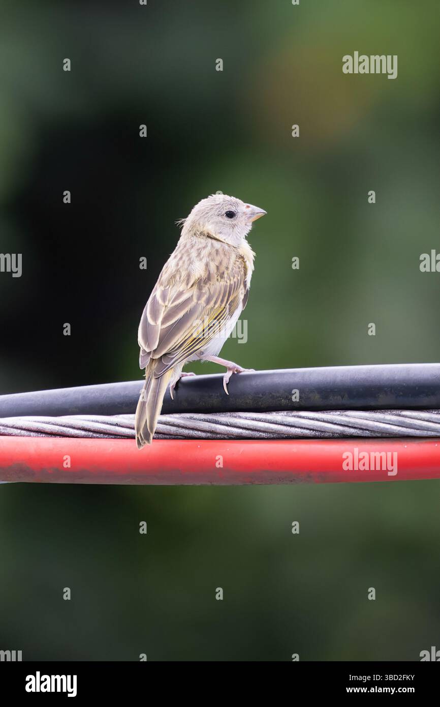 Ein Weibchen (möglicherweise unreif) safranfinke sitzt auf einer Stromleitung in Ilehabella, Brasilien Stockfoto
