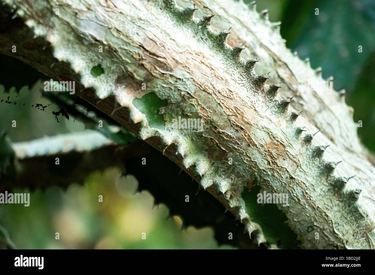 Der Sandkastenbaum hat eine dicke, bräunlich graue Rinde, die mit scharfen Stacheln bedeckt ist, was ihm ein gepanzertes Aussehen verleiht. Beim Schneiden tritt giftiger, milchiger saft aus Stockfoto