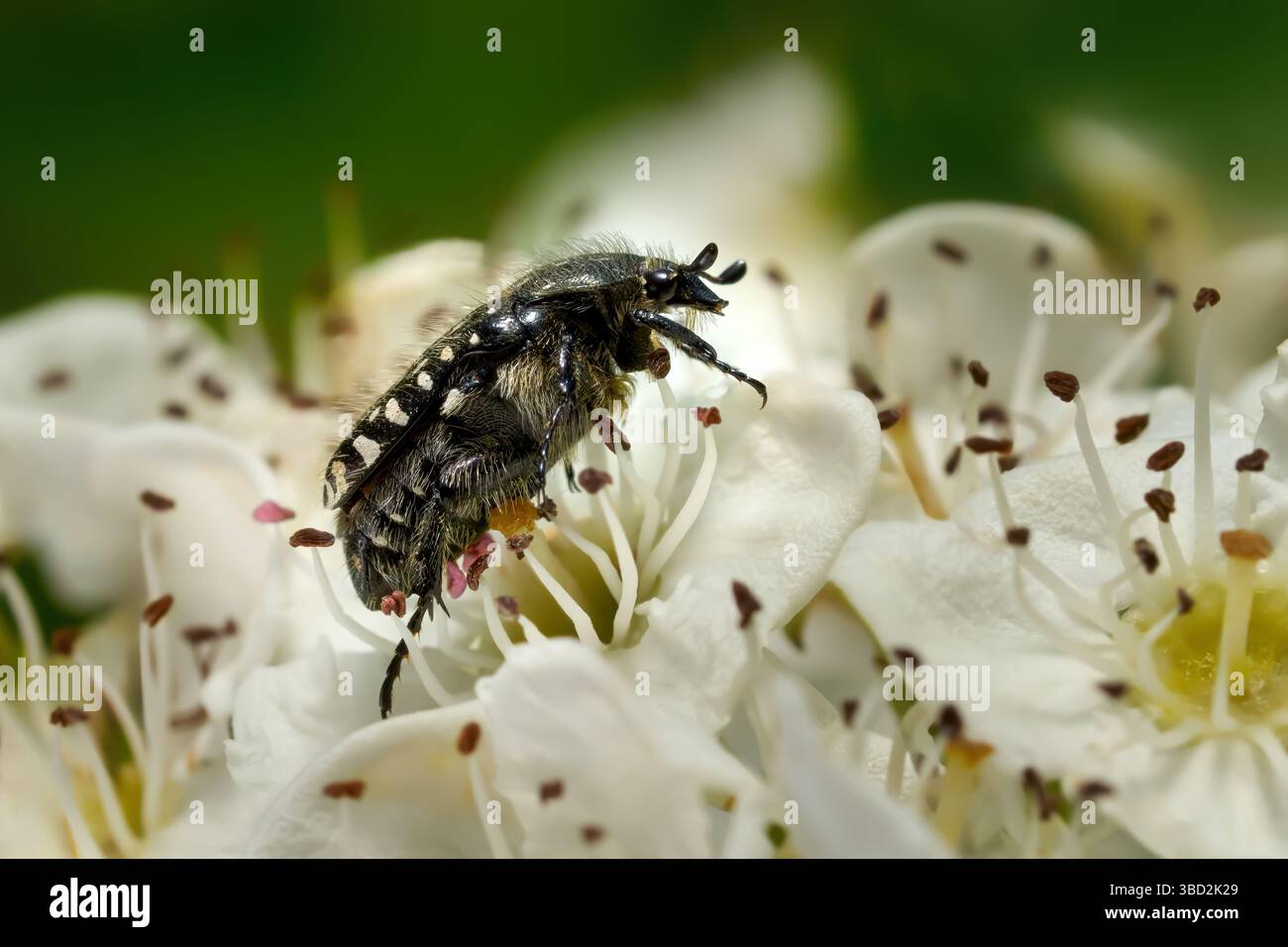 Weißgefleckter Rosenkäfer (Oxythyrea funesta) auf gemeinem Weißdorn (Crataegus monogyna) Stockfoto