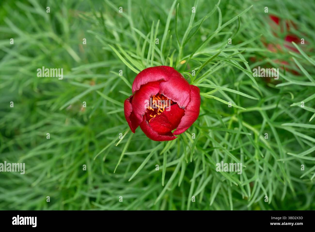 Lebhafte rote Frühlingsblumen und Spitzenlaub der Pfingstrose, Paeonia tenuifolia UK Garden May Stockfoto