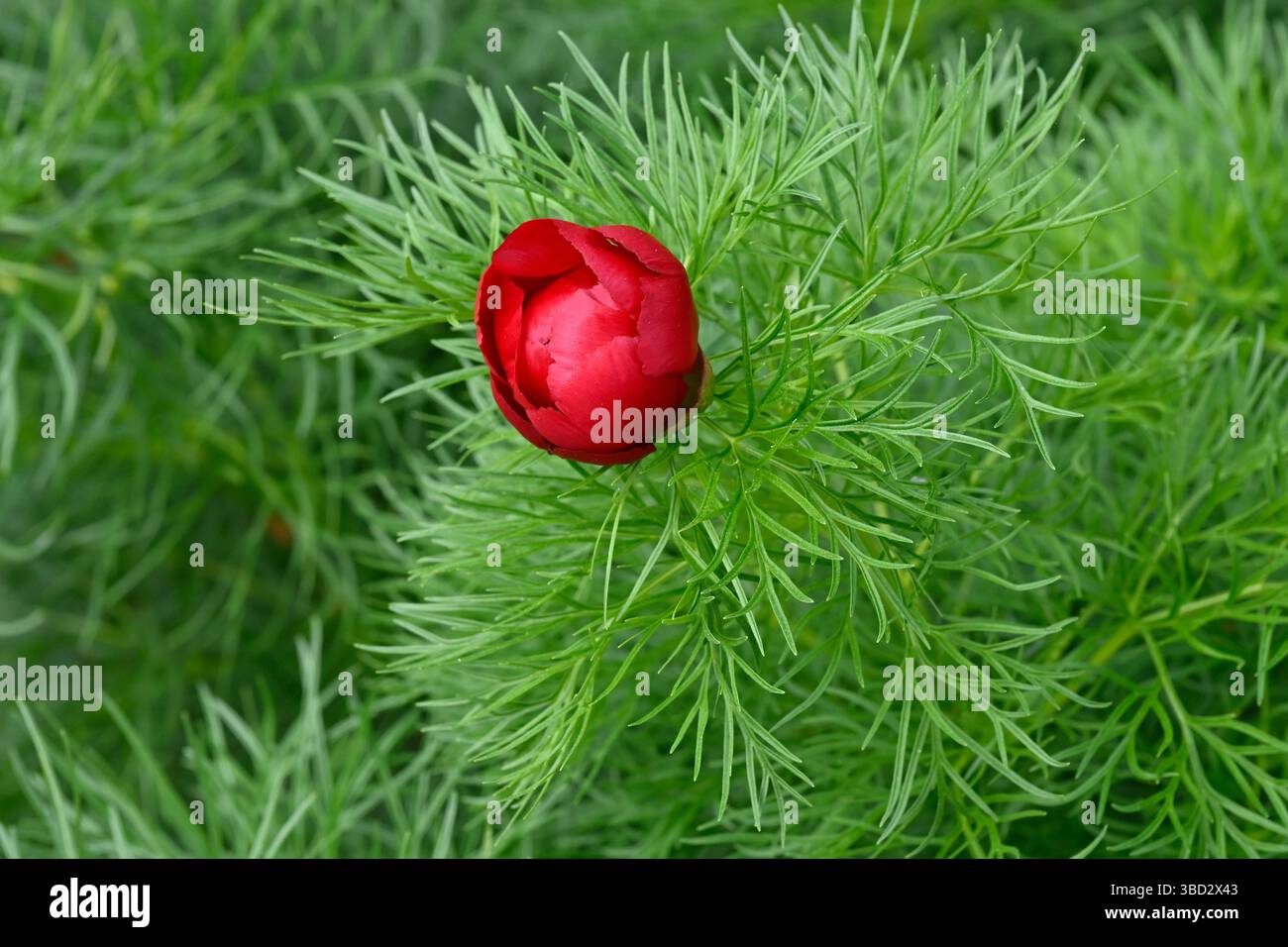 Lebhafte rote Frühlingsblumen und Spitzenlaub der Pfingstrose, Paeonia tenuifolia UK Garden May Stockfoto