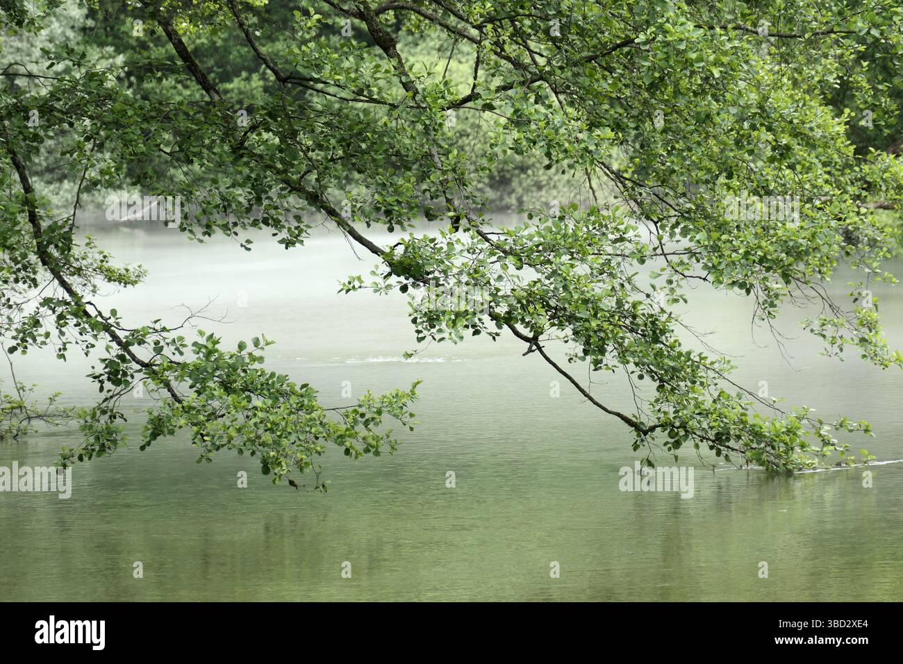 Eine nebelige Landschaft mit überhängenden Ästen mit leuchtend grünen Blättern über ruhigem Wasser, die Ruhe und Verbindung mit der Natur wecken. Stockfoto