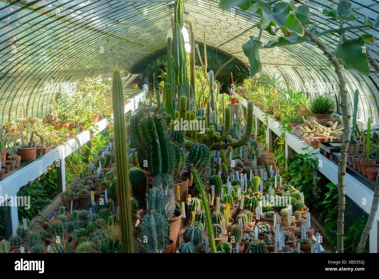 Verschiedene Kakteen und Sukkulenten, die in Töpfen in einem Gewächshaus oder einer Gärtnerei wachsen Stockfoto