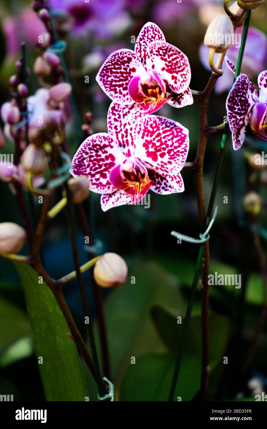 Leuchtende lila und weiße Orchideen blühen auf ihren Stielen und zeigen ihre komplizierten Muster und zarte Schönheit Stockfoto