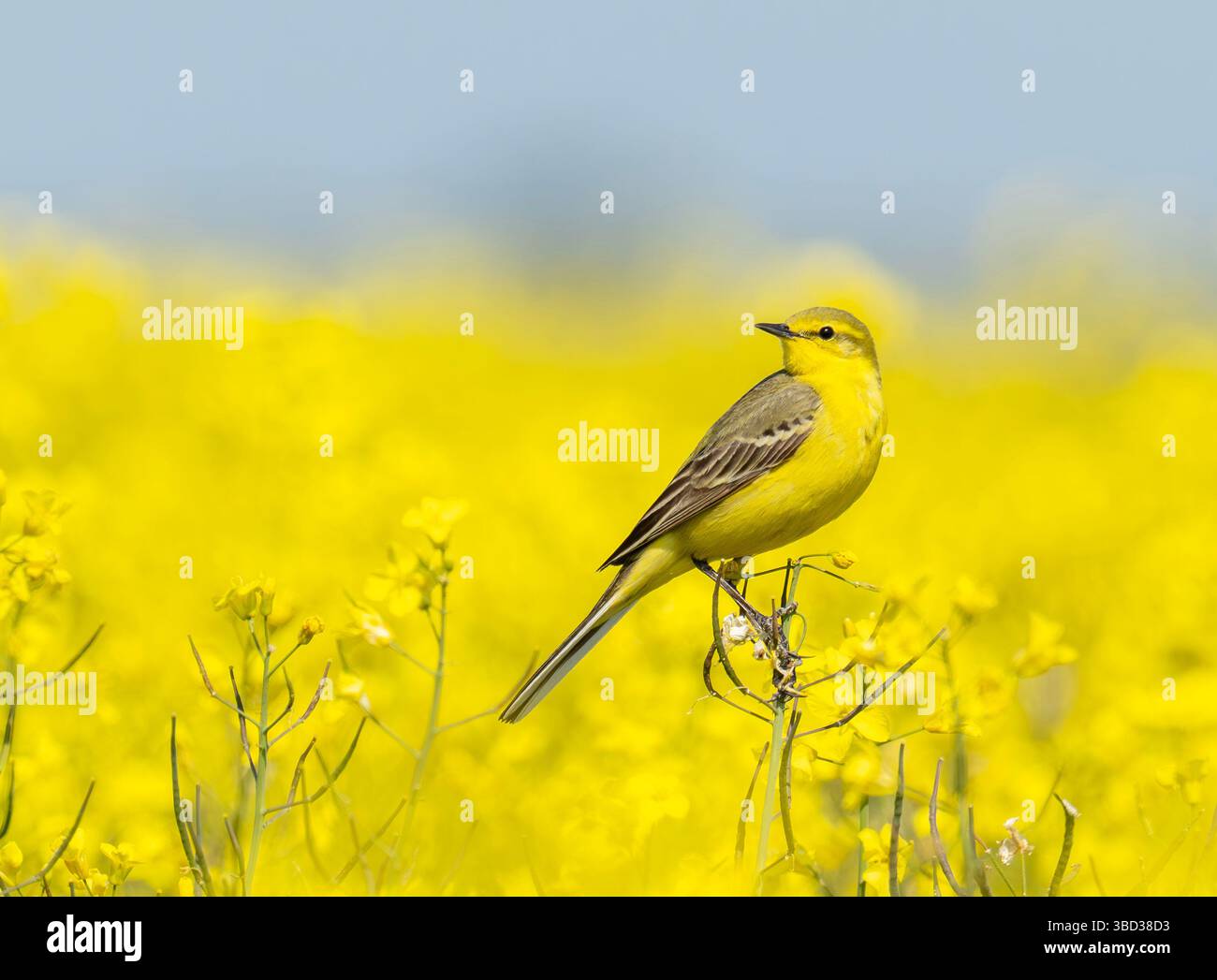 Ein gelber Bachtail, Motacilla flava in einer Rapsfrucht, die auf der Salisbury Plain in den Wiltshire Downs wächst Stockfoto