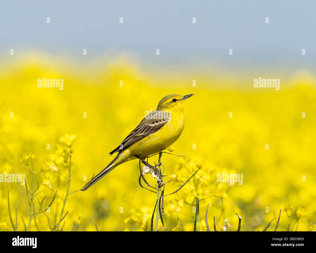 Ein gelber Bachtail, Motacilla flava in einer Rapsfrucht, die auf der Salisbury Plain in den Wiltshire Downs wächst Stockfoto
