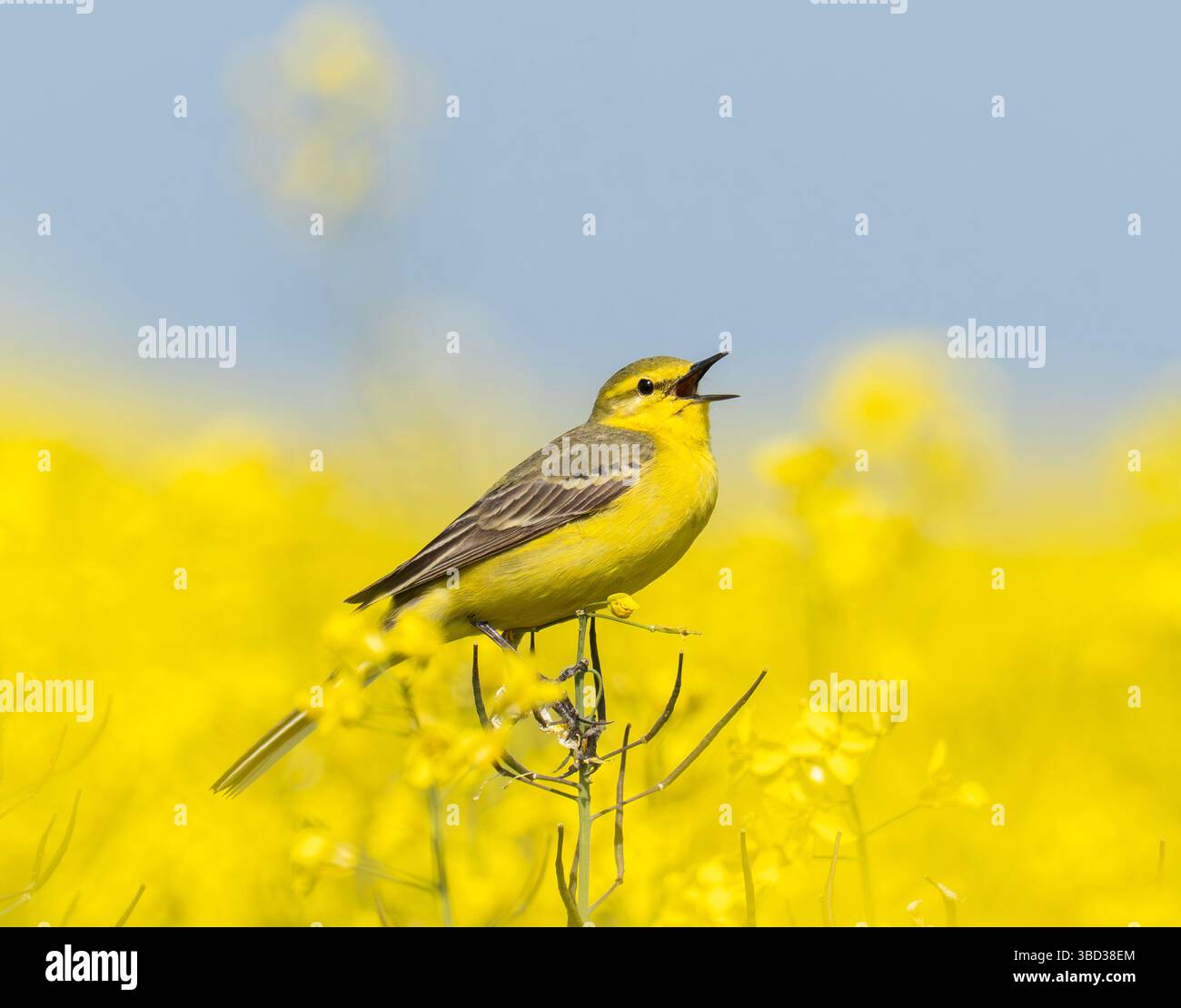 Ein gelber Bachtail, Motacilla flava singt in einer Rapsfrucht, die auf der Salisbury Plain in den Wiltshire Downs wächst Stockfoto