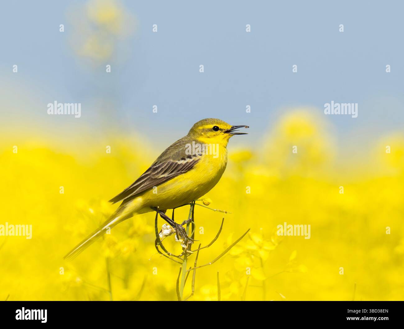Ein gelber Bachtail, Motacilla flava singt in einer Rapsfrucht, die auf der Salisbury Plain in den Wiltshire Downs wächst Stockfoto