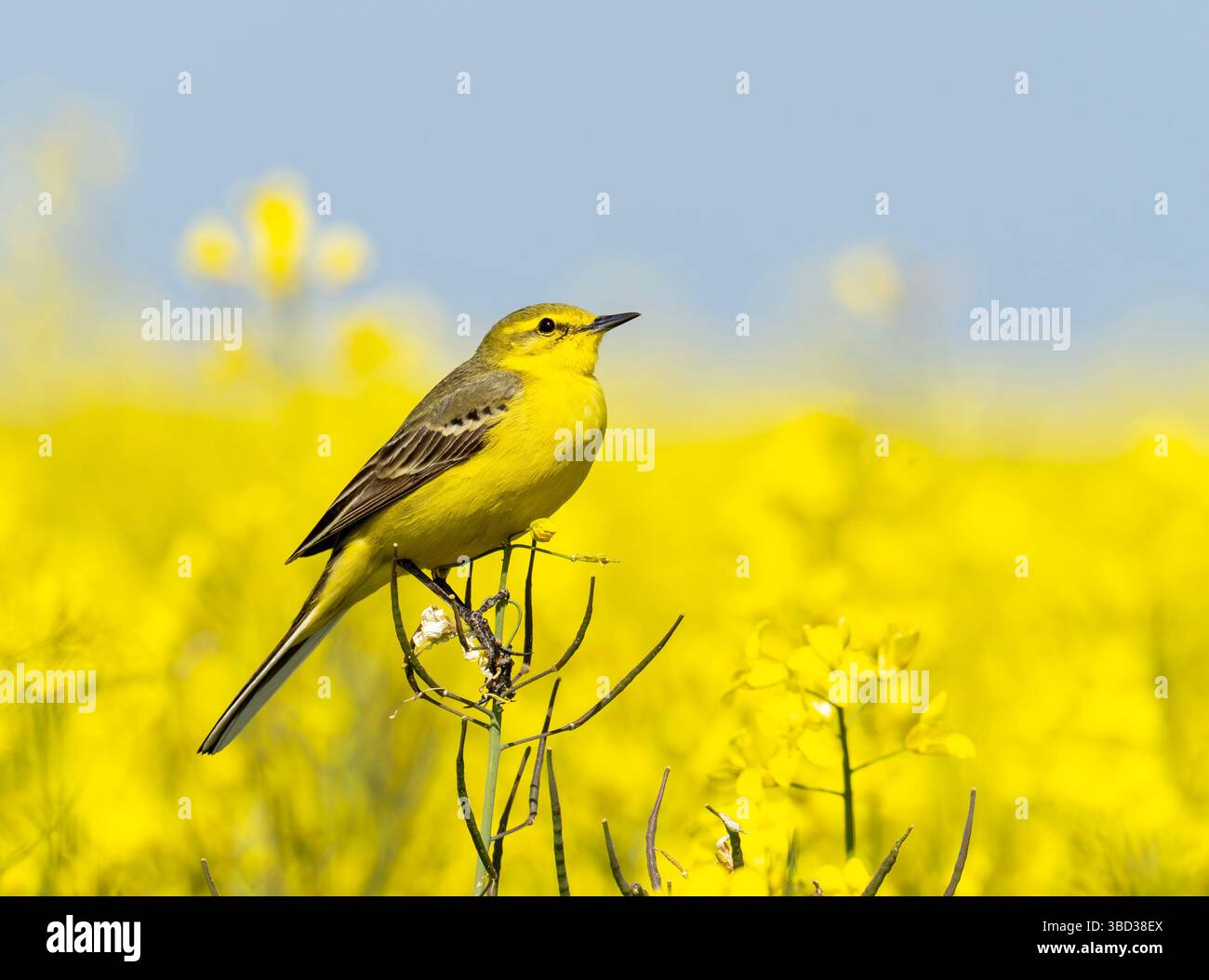 Ein gelber Bachtail, Motacilla flava in einer Rapsfrucht, die auf der Salisbury Plain in den Wiltshire Downs wächst Stockfoto