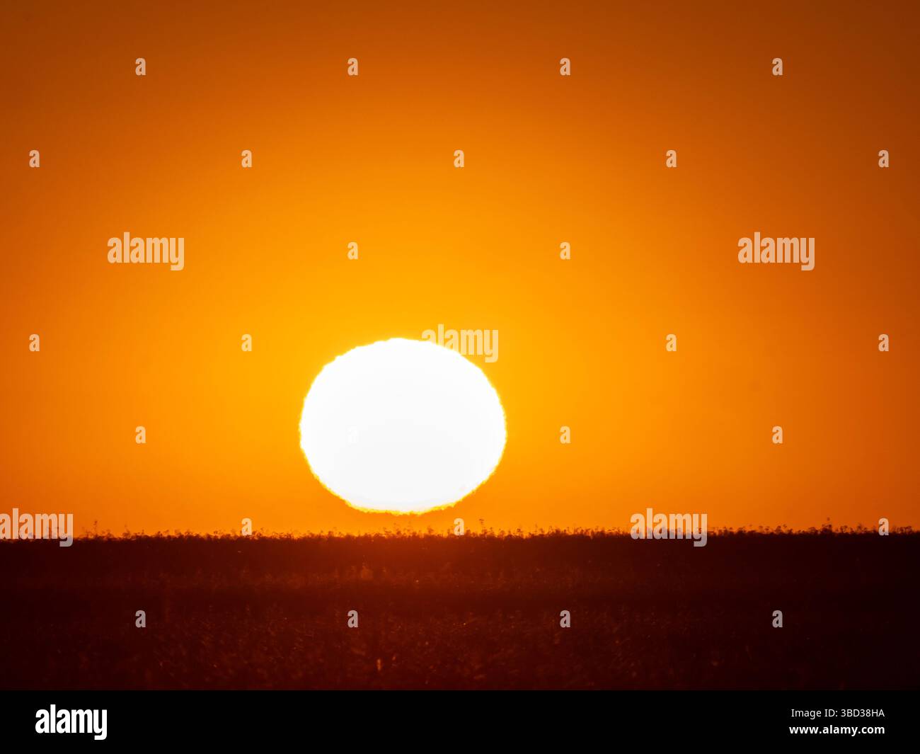 Vergewaltigung, die von der untergehenden Sonne beleuchtet wird, die auf der Salisbury Plain in den Wiltshire Downs wächst Stockfoto
