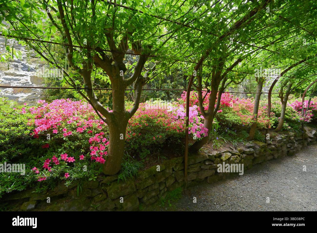 Rhododendron und Azaleen Garten - underplanted Rhododendren mit Hostas  Alchemilla Farnen und Epimedium. RAH021326 Stockfotografie - Alamy