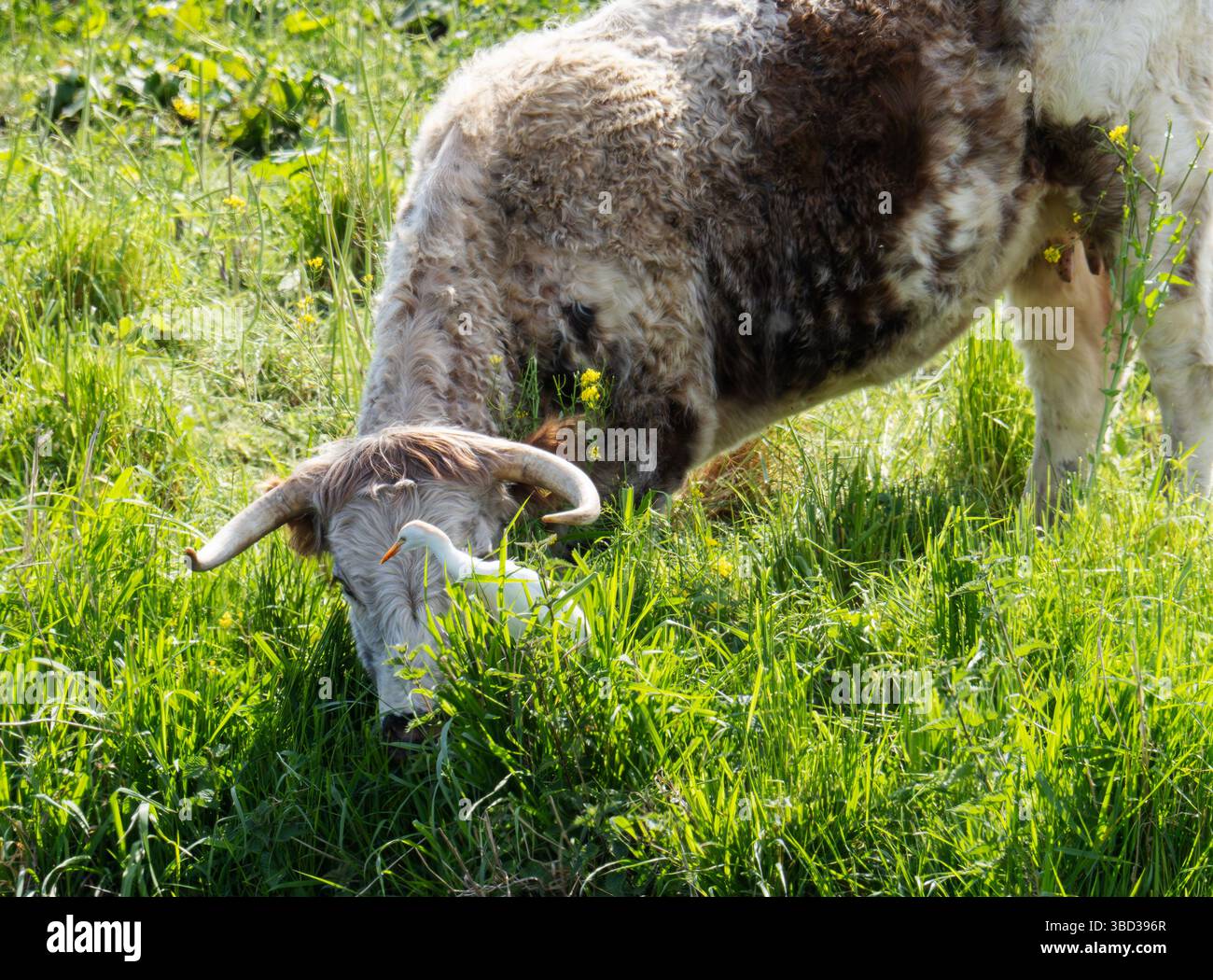 Ein Viehreiter, Bubulcus ibis in Martin Mere, Lancashire, Großbritannien. Stockfoto