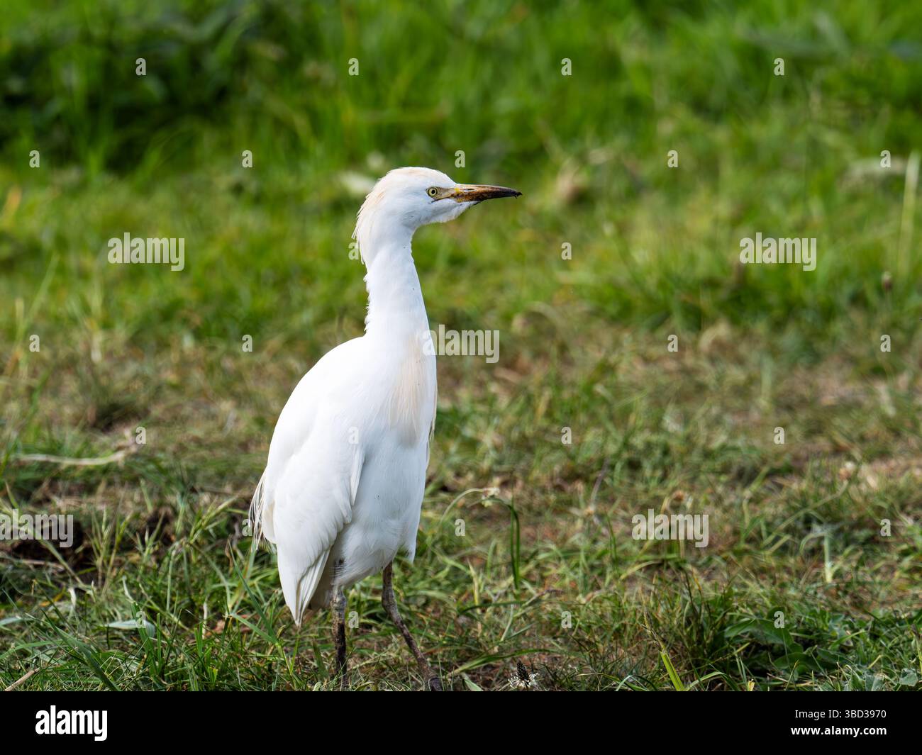Ein Viehreiter, Bubulcus ibis in Martin Mere, Lancashire, Großbritannien. Stockfoto