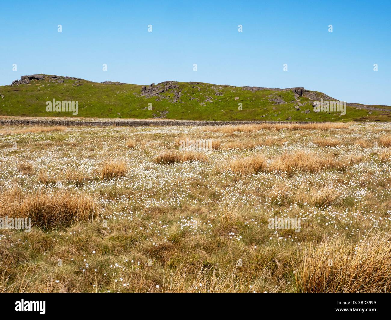 Baumwollgras, Eriophorum angustifolium wächst im Forest of Bowland, Lancashire, Großbritannien. Stockfoto