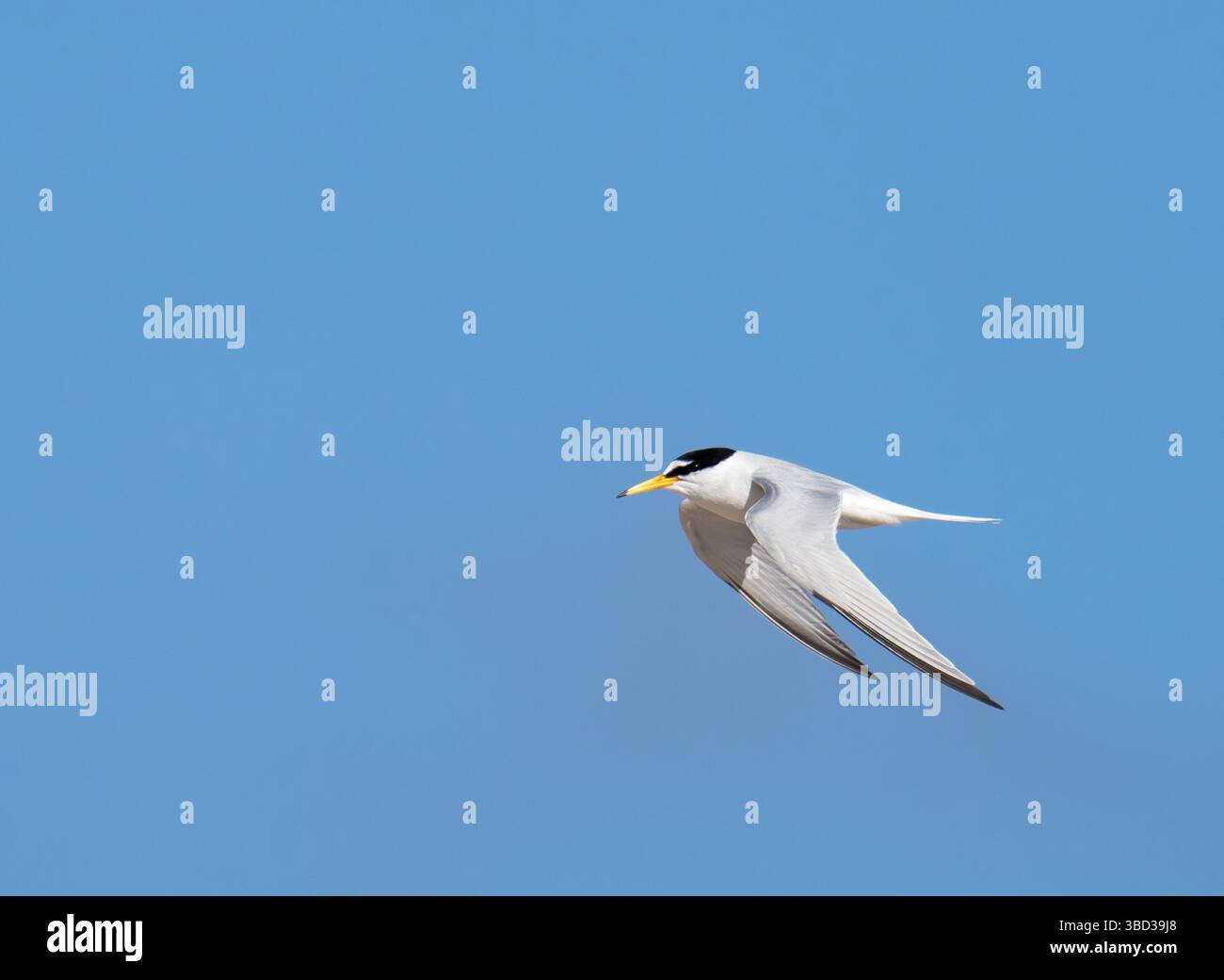 Eine kleine Tern, Sternula albifrons in Hodbarrow, millom, Cumbria, Großbritannien. Stockfoto