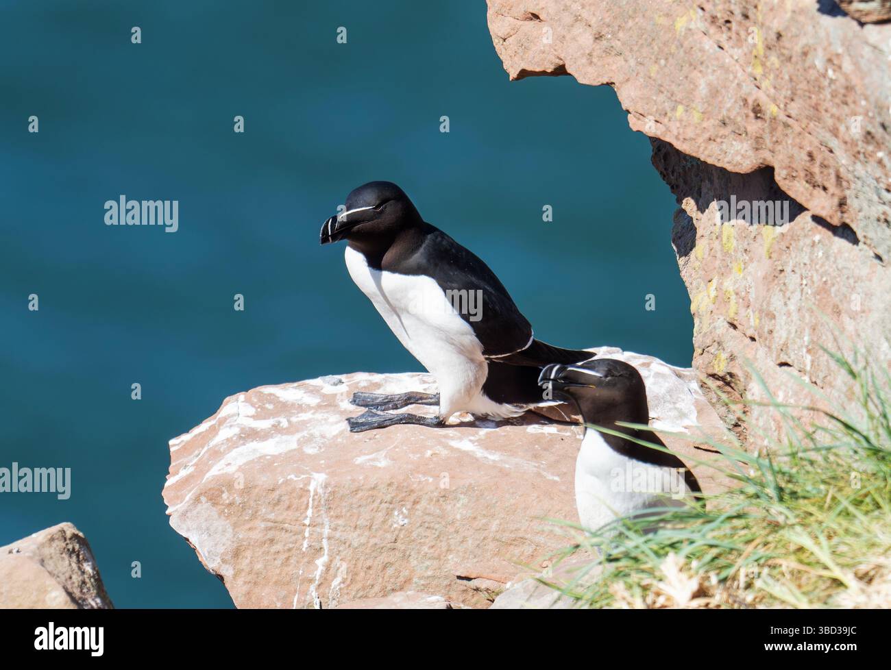Razorbill, ALCA Torda at St Bees, Cumbria, Großbritannien. Stockfoto