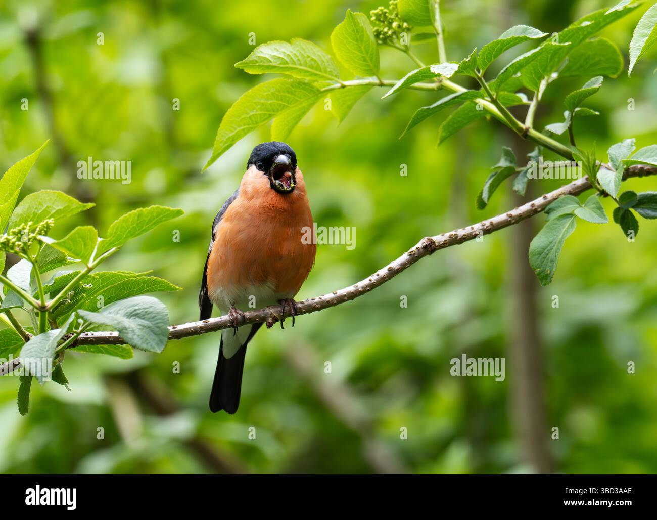 Ein männlicher Bullfinch, Pyrrhula pyrrhula in Leighton Moss, Silverdale, Lancashire, Großbritannien. Stockfoto