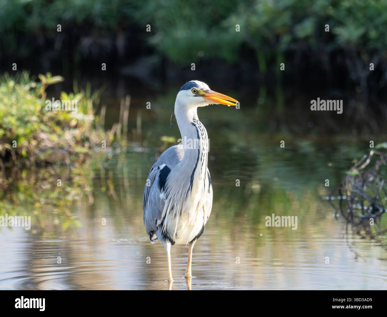Ein Graureiher Ardea cinerea am Ufer des Lake Windermere in Ambleside, Lake District, Großbritannien. Stockfoto