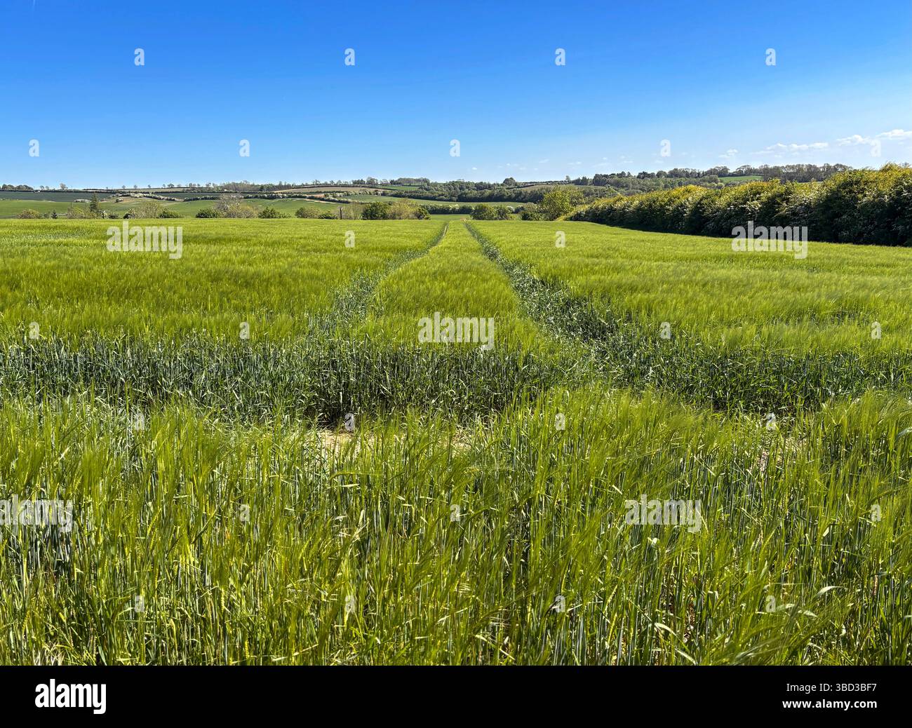 Ein Gerstenfeld, das im Frühjahr wächst. Stockfoto