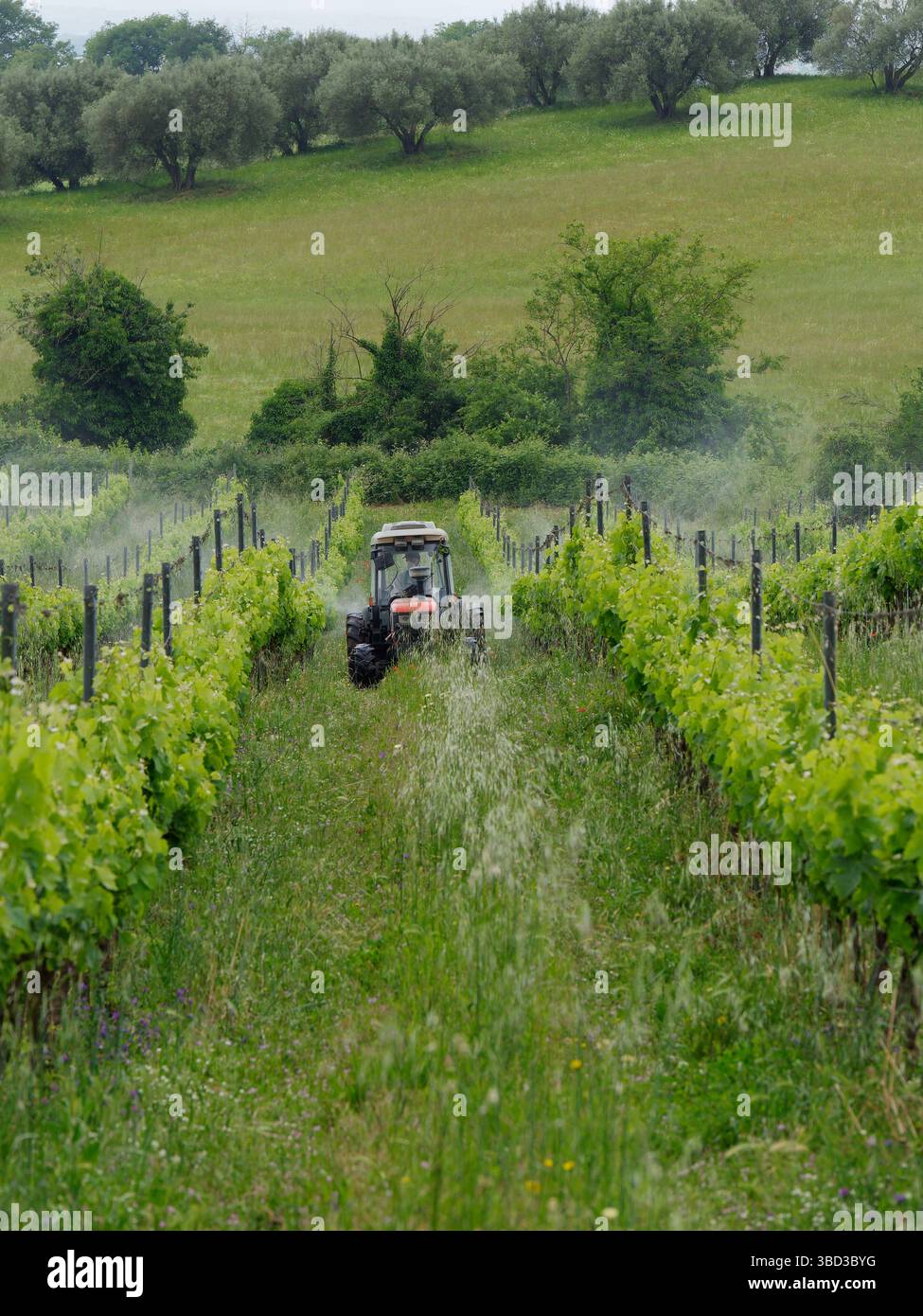 Spritzbehandlung von Traktoren auf einem Bio-Weinberg mit Olivenhain in Montefiascone, Region Latium, Italien. Mai 2025 Stockfoto