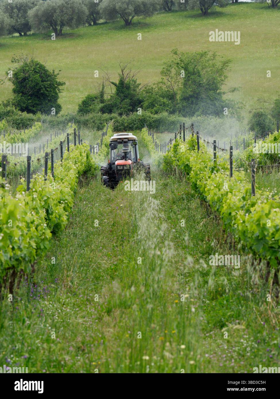 Spritzbehandlung von Traktoren auf einem Bio-Weinberg mit Olivenhain in Montefiascone, Region Latium, Italien. Mai 2025 Stockfoto