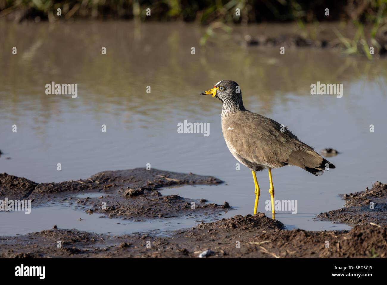 Afrikanisch watschelte Kiebitz Stockfoto