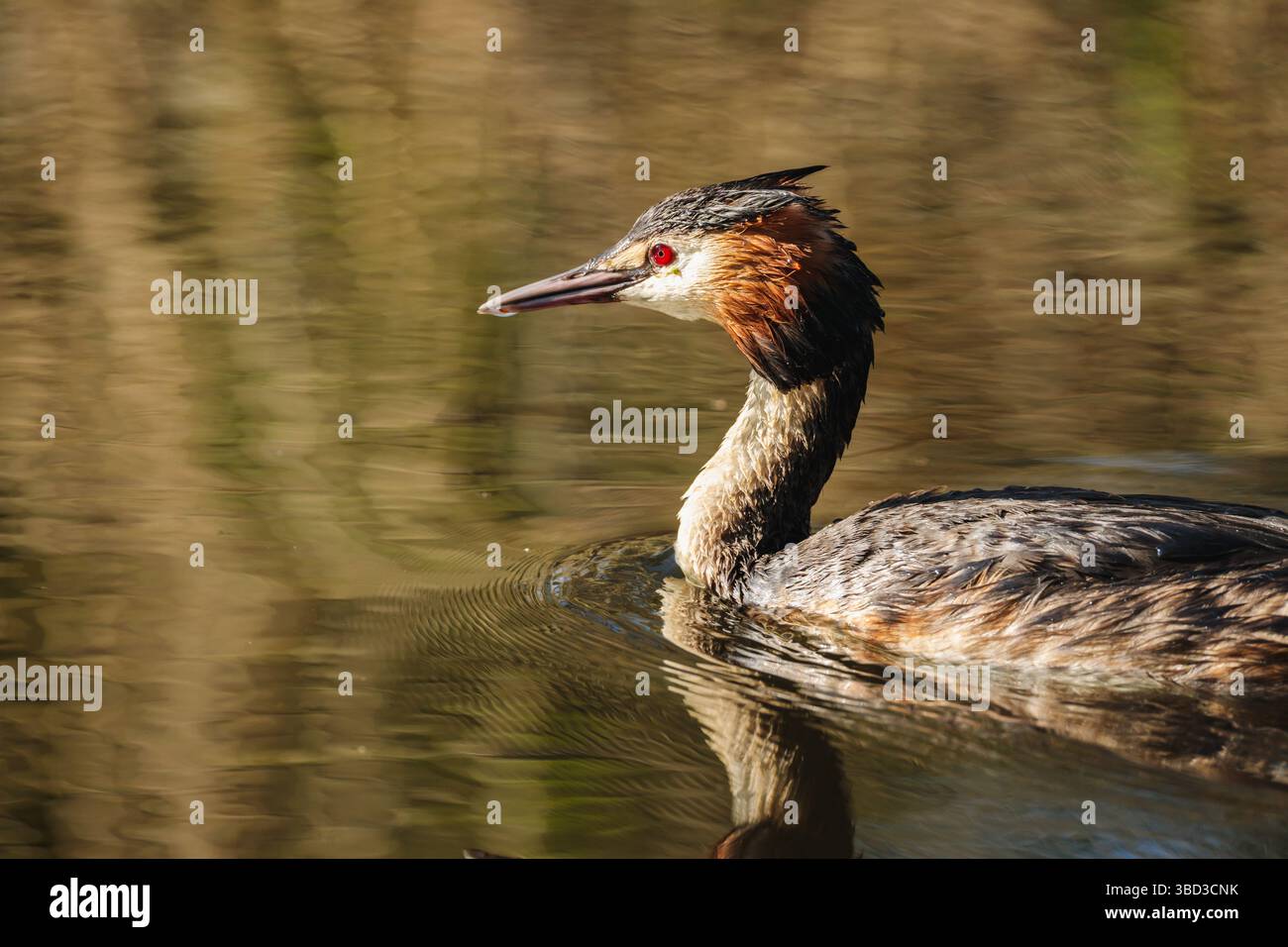Podiceps cristatus gleitet auf reflektierendem Wasser in den Niederlanden, aufgenommen im Frühjahr 2025. Stockfoto