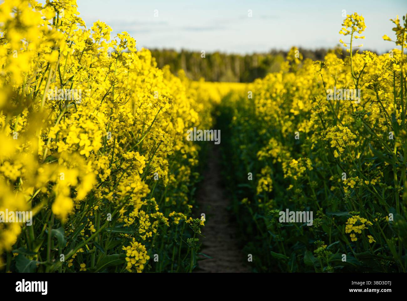 Leuchtende gelbe Rapsfelder unter klarem blauen Himmel am frühen Morgen, die üppiges Grün und blühende Blumen entlang des Weges zeigen. Stockfoto