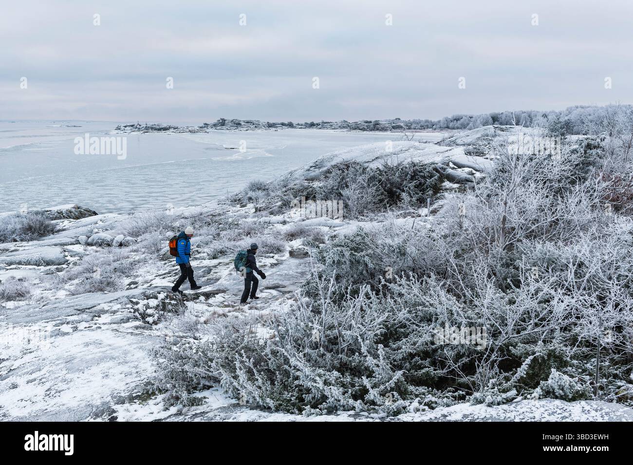 Zwei Personen schlendern durch eine frostige Küstenlandschaft auf Hönö Island, Schweden, umgeben von eisiger Vegetation und einer ruhigen, winterlichen Atmosphäre. Stockfoto