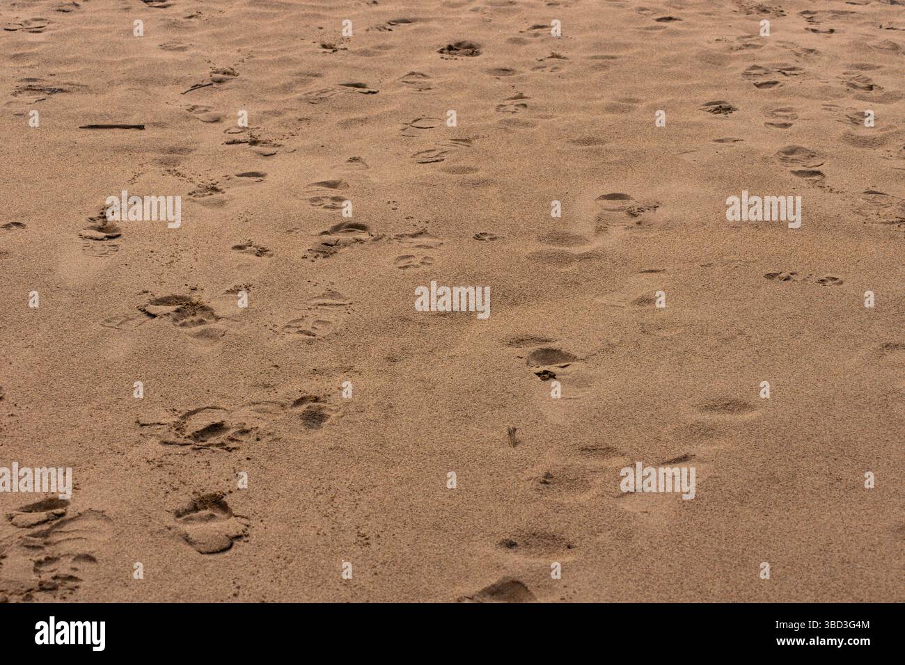 Fußspuren und Tierspuren am Sandufer des Tambopata-Flusses im peruanischen Amazonas-Regenwald Stockfoto