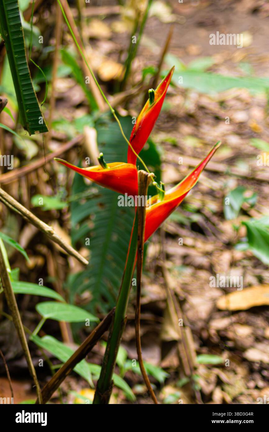 Die Blüten der Helikonia stricta wachsen auf dem Weg zum Sandovalsee im peruanischen Amazonaswald Stockfoto