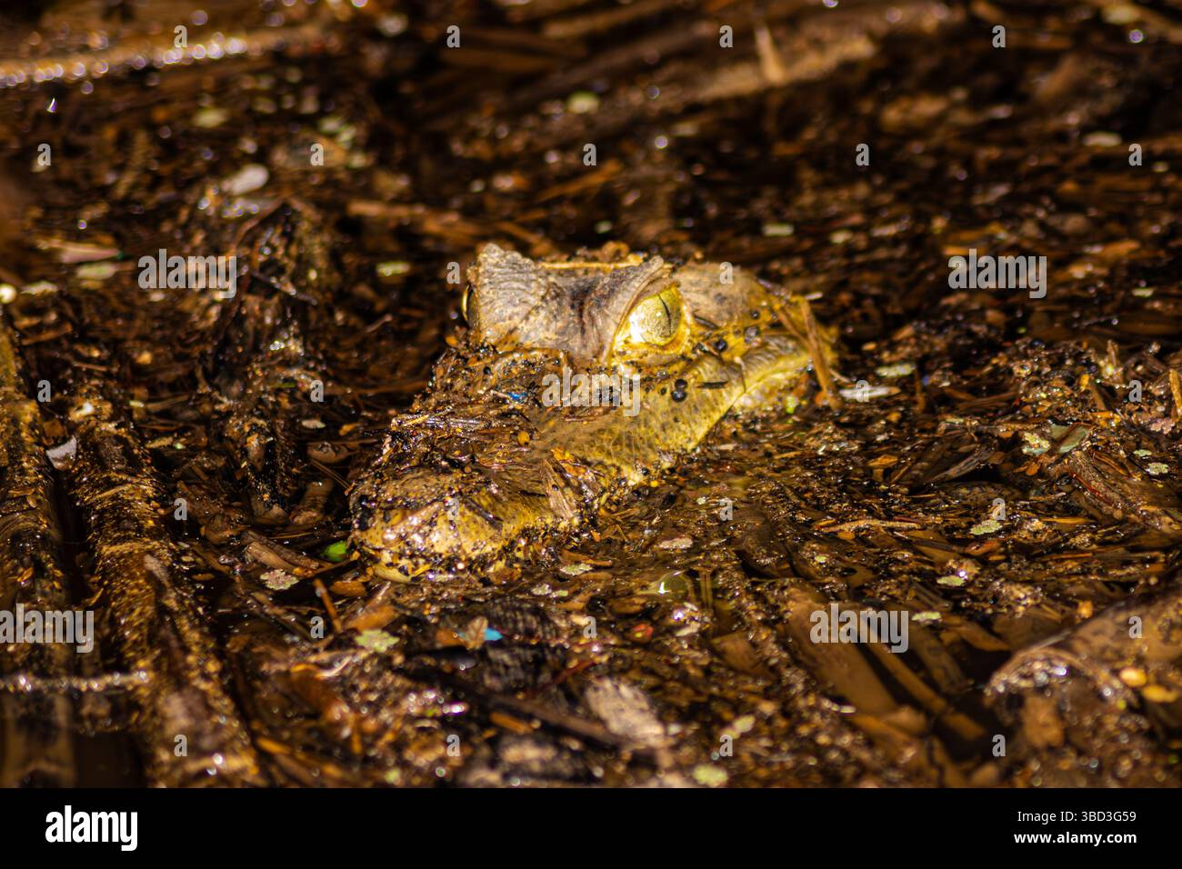 Zwergalligator taucht bedrohlich aus den dunklen Gewässern des Tambopata River auf Stockfoto