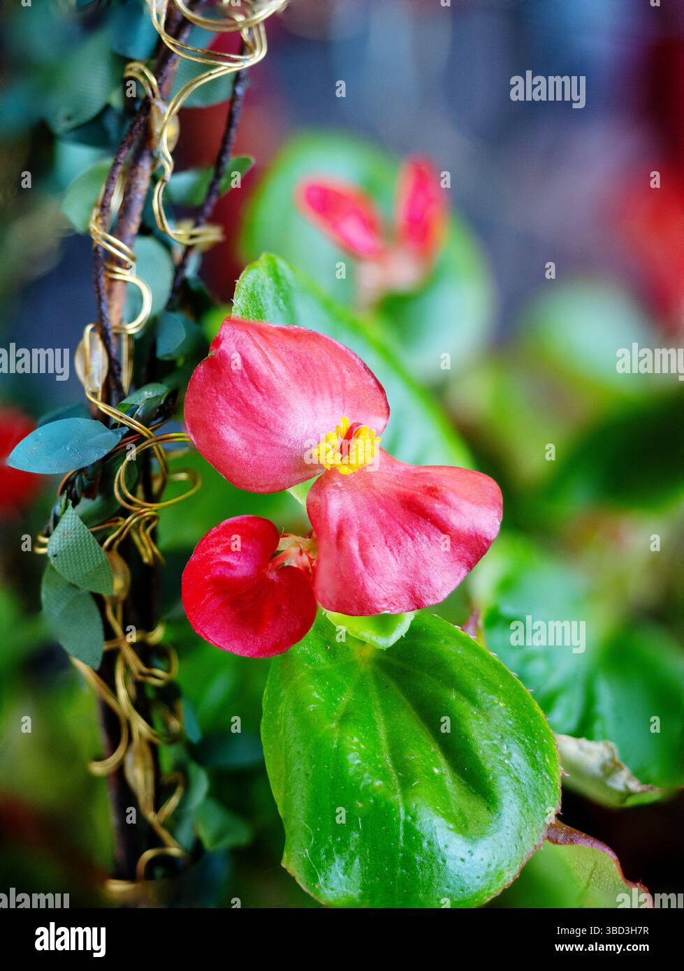 Green Leaf Red Begonia, faserige Wurzel, Blume, Nahaufnahme in einem Garten in Alabama, USA. Stockfoto