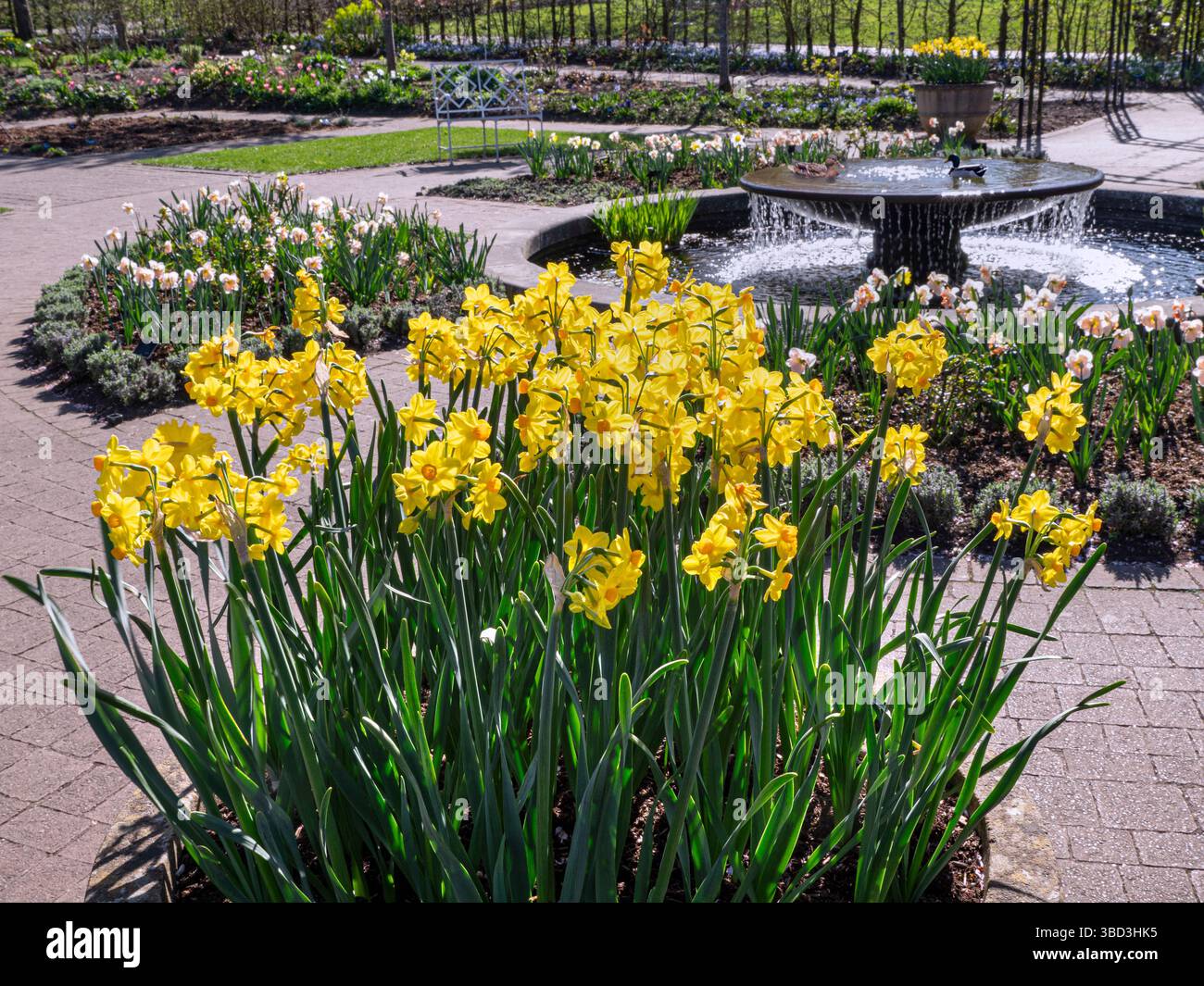 RHS Wisley, Überfluss von Narzisse 'Double Smiles' Narzissen. Wasserbrunnen im Garten und zwei Enten im Hintergrund. Federfarbe UK Stockfoto