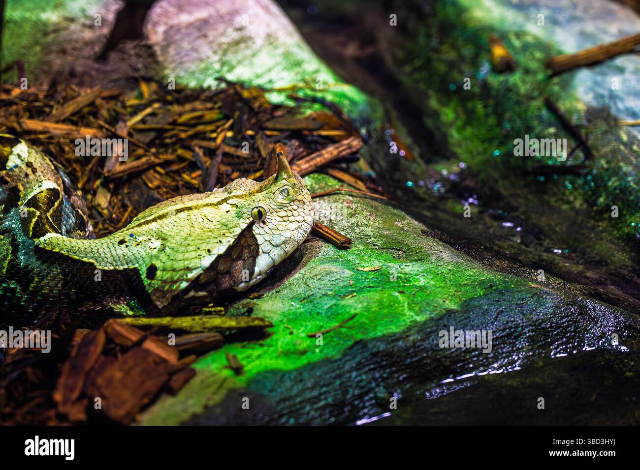 Die Gaboon Viper diese große giftige Schlange ist in den Regenwäldern und Savannen Afrikas südlich der Sahara beheimatet. Die längsten Zähne sind bis zu 5 cm lang Stockfoto