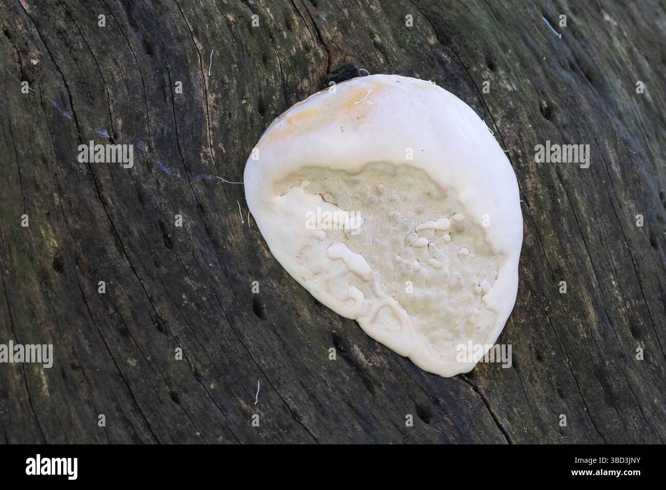 Ganoderma spp. Frühes Stadium Bracket Pilz wächst auf verfallendem Baum, Westkap, Südafrika Stockfoto