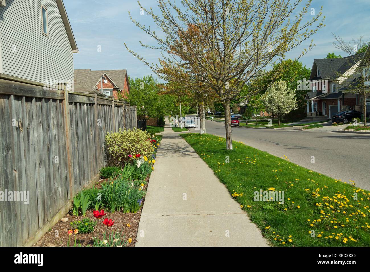 Eine Straße mit grünen Rasen und Blumen an den ersten warmen Frühlingstagen Stockfoto